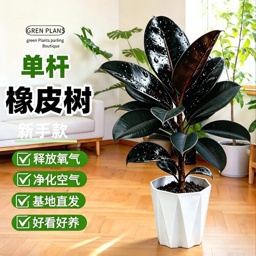 黑金刚橡皮树盆栽室内客厅办公室绿植花卉四季常青好养活净化空气