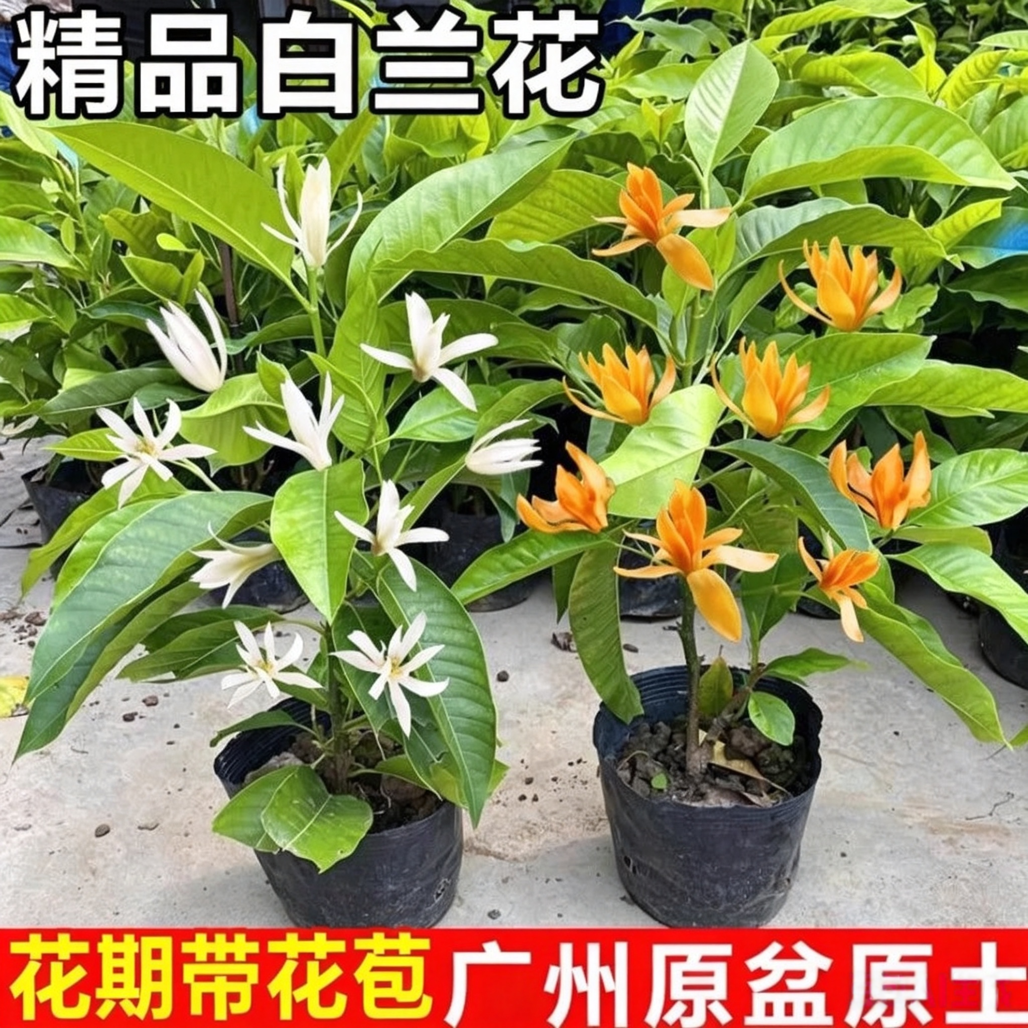 白兰花盆栽带花苞黄角玉兰花树阳台庭院造型盆景室内四季开花植物