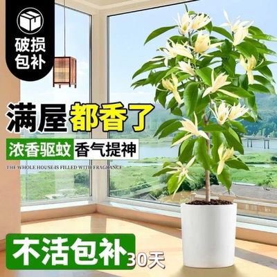 白兰花盆栽带花苞黄角玉兰花树阳台庭院造型盆景室内四季开花植物