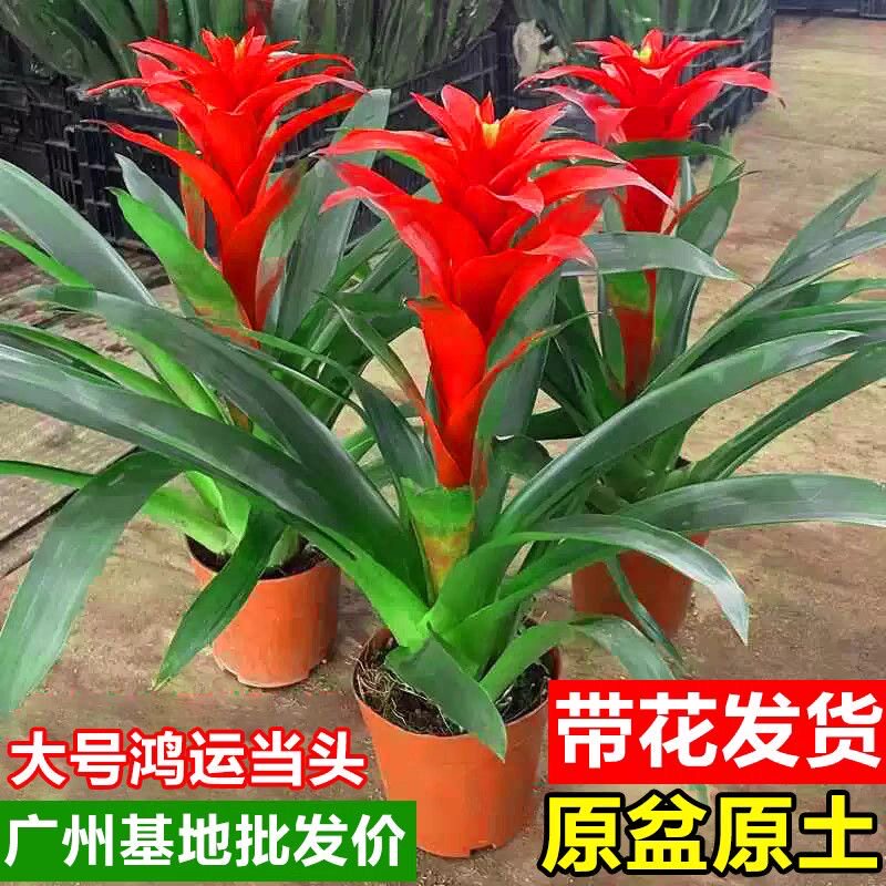 鸿运当头盆栽带花苞办公室内吸甲醛好养小红星红掌凤梨花卉绿植物
