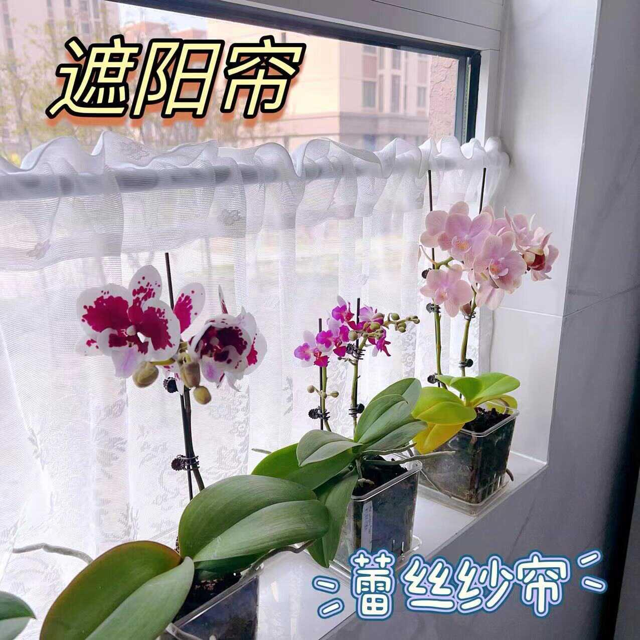 小婵婵婵姐同款窗台遮阳帘白色蕾丝纱帘遮光短帘