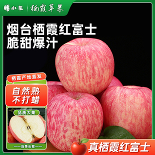 百补山东烟台红富士苹果正宗冰糖心新鲜水果应当季 整箱苹果栖霞脆