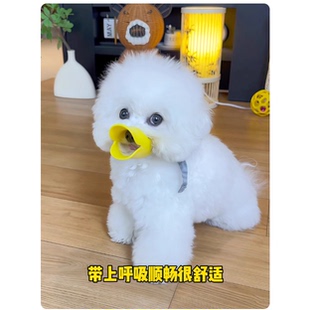 狗狗嘴套防乱吃防咬叫专用口罩防误食透气嘴罩比熊泰迪犬宠物用品