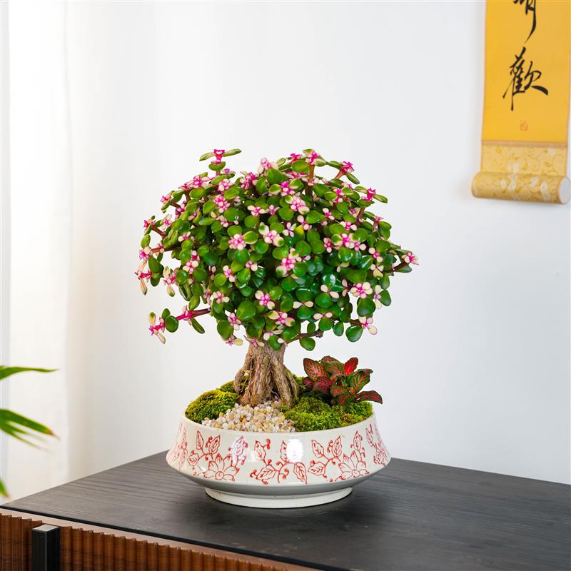 金枝玉叶老桩盆栽多肉植物室内茶桌绿植盆景造型花卉植物桌面摆件图片