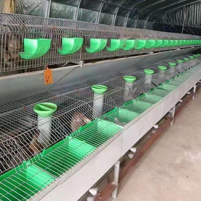 新款厂家欧式母兔笼大型养殖场专用笼具新型自动清粪养兔设备