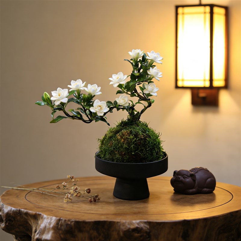 小叶栀子花盆景苔藓球绿植书房茶室桌面小盆栽花卉植物摆件带花苞