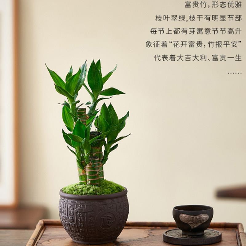 富贵竹室内植物节节高桌面绿植好养步步高花卉文昌竹客厅招财盆栽