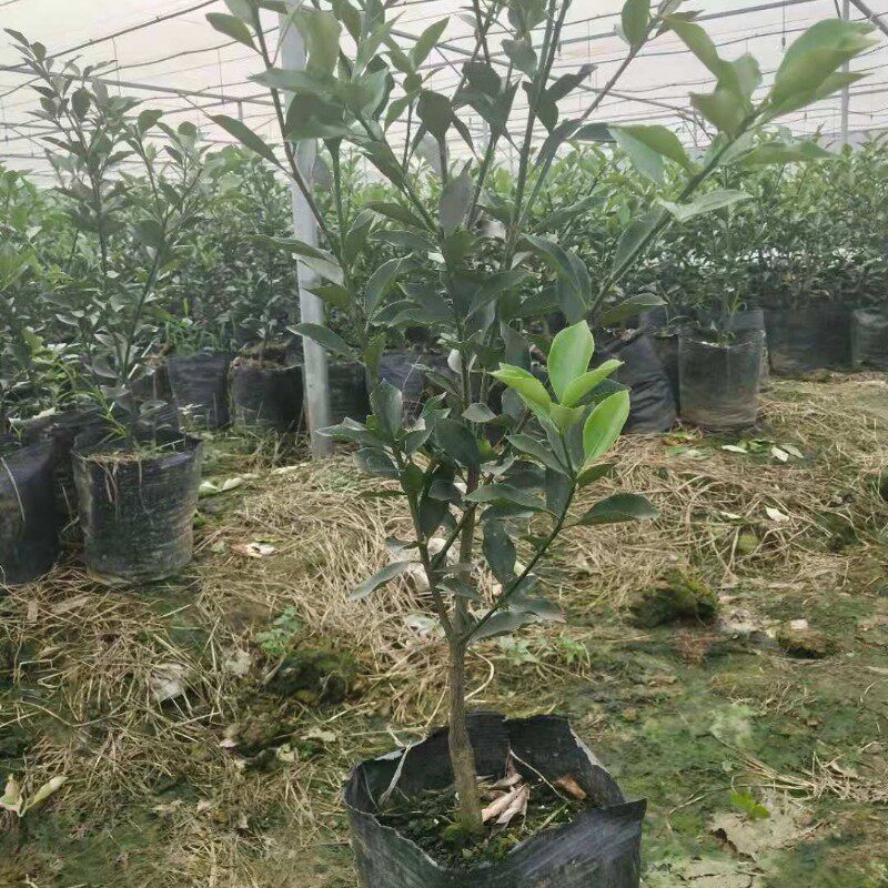 广西柳州融安脆蜜金桔三年大苗脆蜜金柑苗滑皮金桔苗庭院盆景地栽