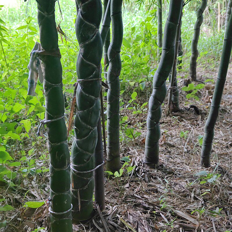 龟甲竹苗 观赏竹子 龙鳞竹 水池河道庭院 观音竹 毛竹变异风水竹