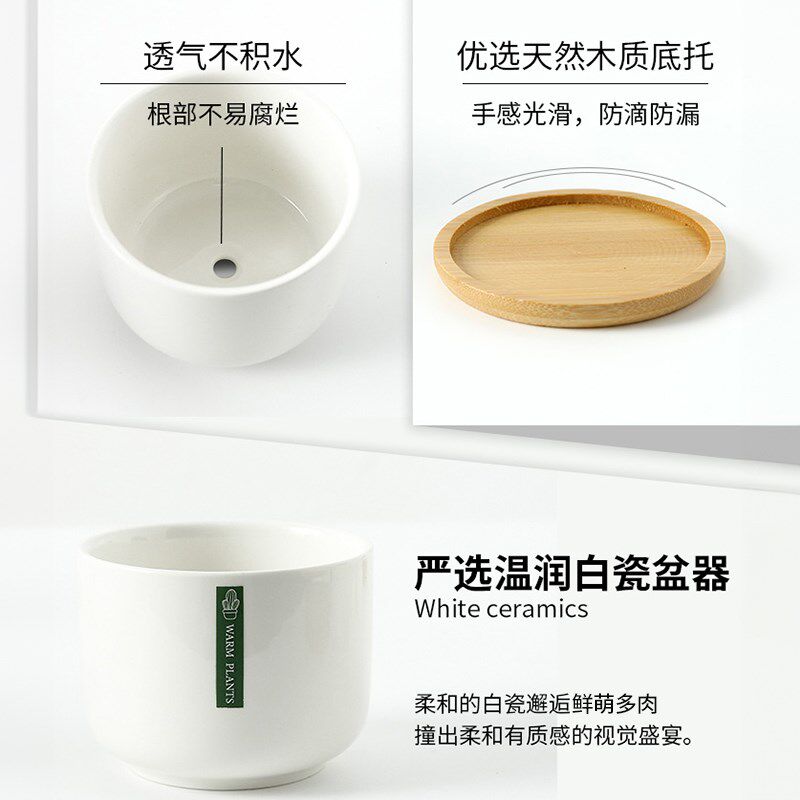 多肉植物组合室内小盆栽办公室桌面高端绿植花卉带陶瓷花盆好养活