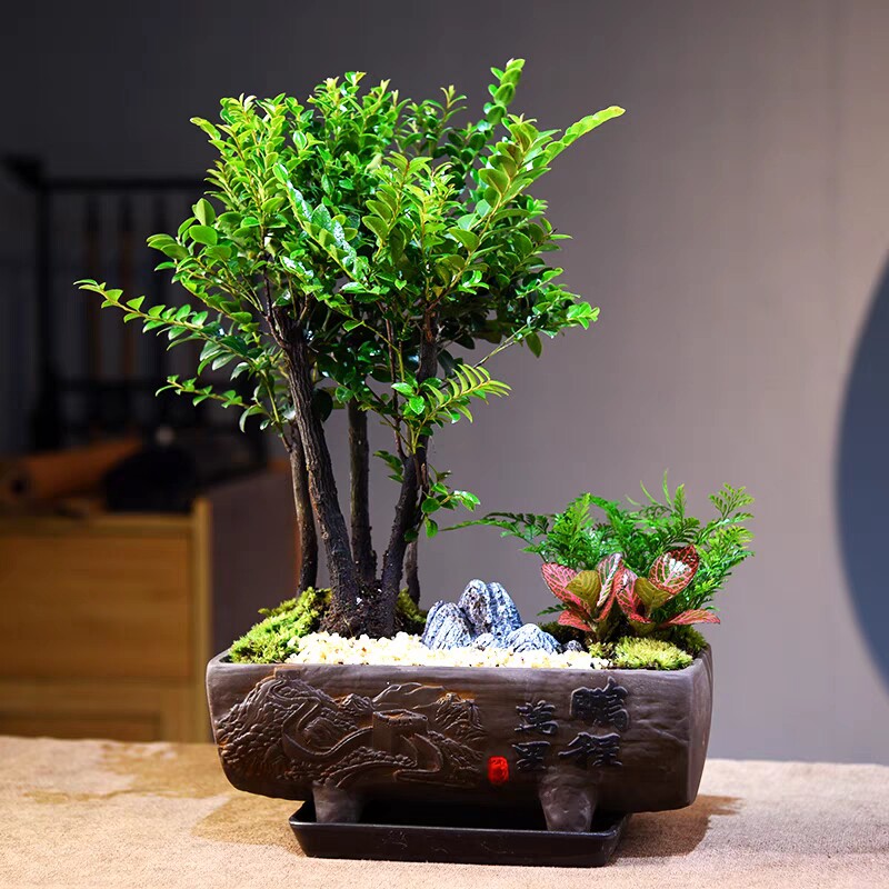 小叶紫檀黑骨茶盆栽复古绿植摆件室内书房桌面微景观植物摆件礼品