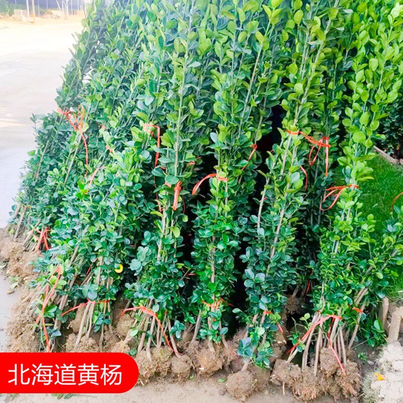 冬青树苗大叶北海道黄杨直立篱笆墙庭院围墙植物四季常青耐寒绿篱