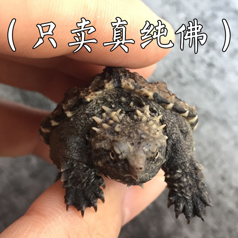 鳄龟纯佛爆刺王杂佛鳄鱼龟苗宠物小鳄佛罗里达乌龟活物北美小鳄龟