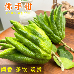 初柠柔云南佛手柑闻香高山佛手果特大果非金华佛手带枝水培清供