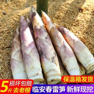 初柠柔 临安春笋新鲜雷竹笋现挖现发笋油焖笋春笋冬笋当季蔬菜