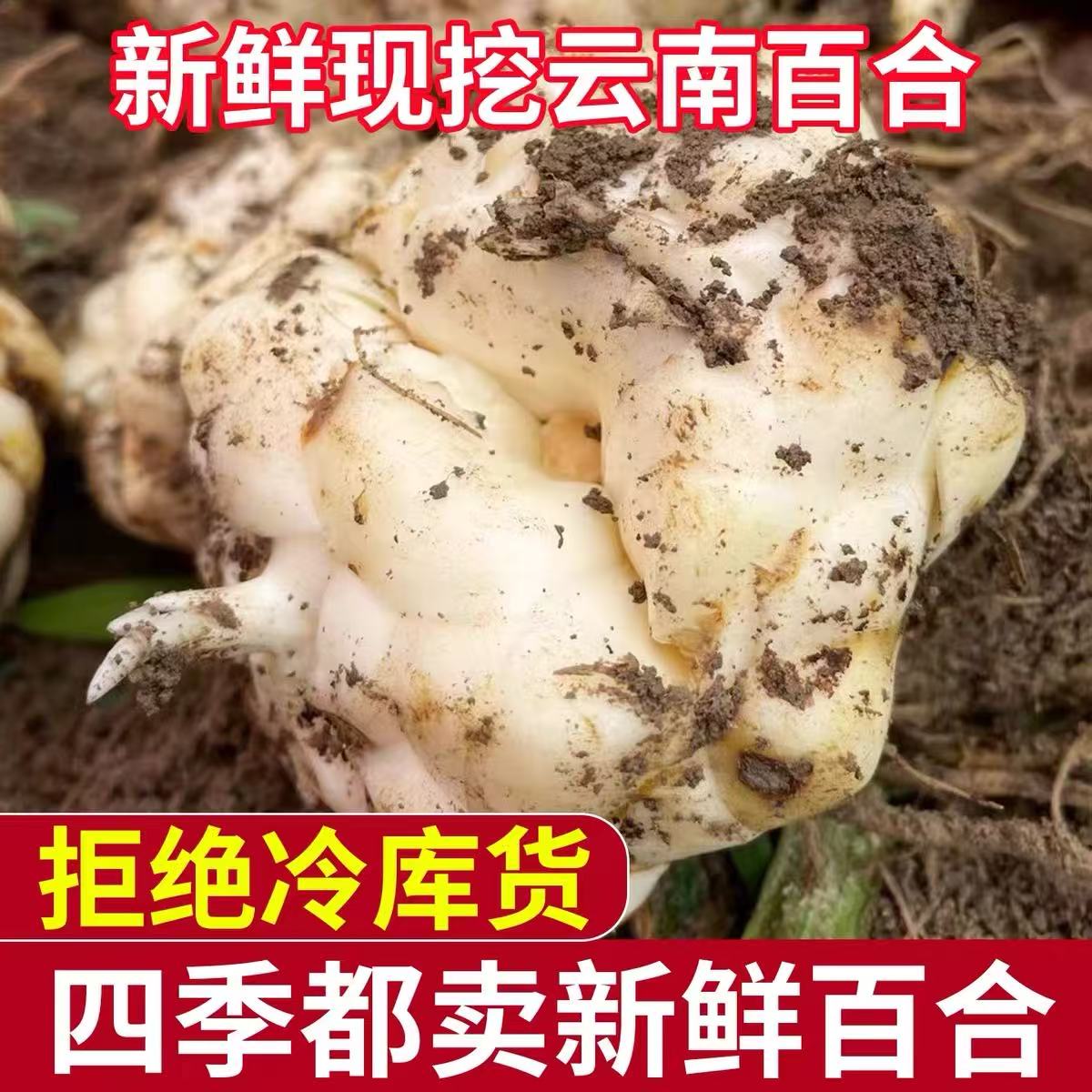 初柠柔云南新鲜百合粉糯清甜