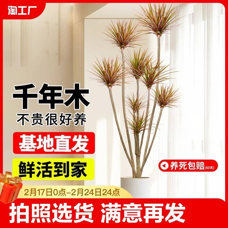 千年木绿植室内大型马尾铁七彩铁真植物客厅好养龙血树盆栽造型