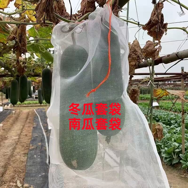 大冬瓜套袋网兜吊南瓜防虫网袋尼龙防鸟袋包水果丝瓜套袋种瓜袋子