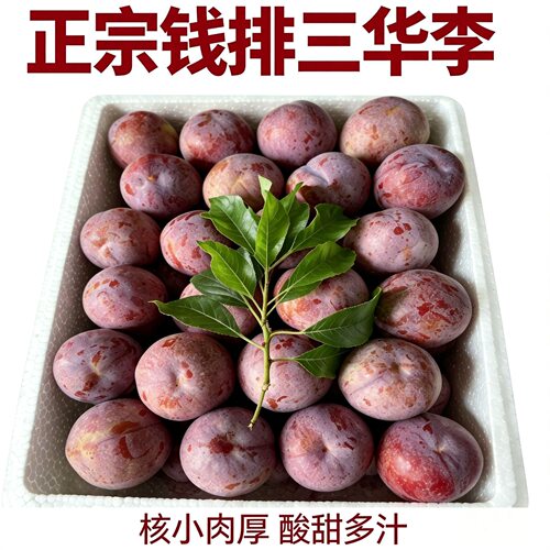 信宜钱排银妃三华李红心李子