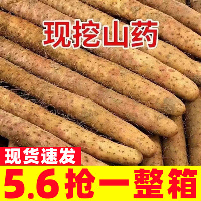 新鲜山药正宗铁棍山药