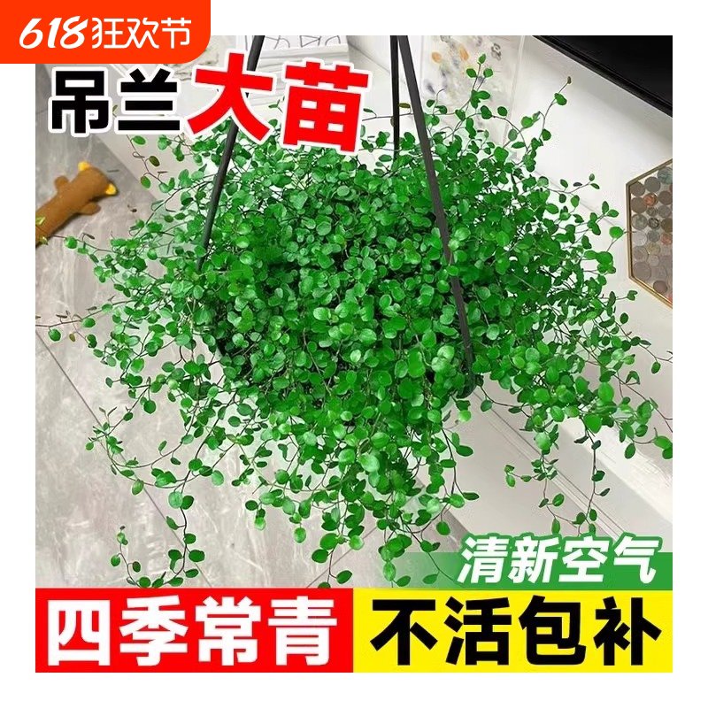 千叶吊兰盆栽观叶植物烘焙装饰蛋糕点缀垂吊绿植四季常青阳台