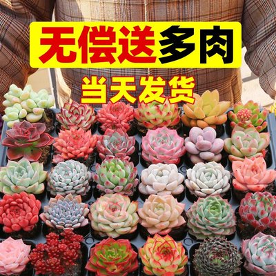 多肉植物室内小盆栽精组合玉露含盆带土肉肉大颗株好养花卉