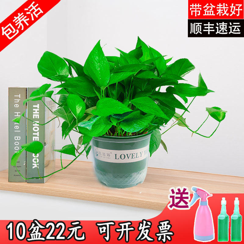 绿萝盆栽室内家用吸水带办公室新房除去绿植大绿箩植物室内吸