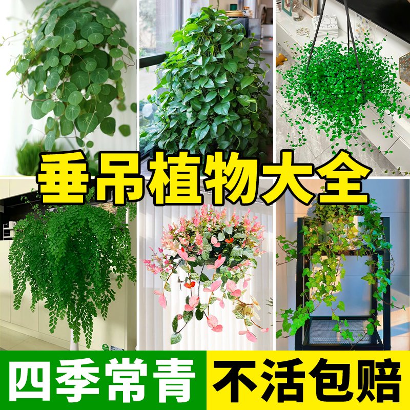 垂吊植物吊兰蕨类绿萝常春藤山乌龟盆栽室内阳台悬挂绿植四季