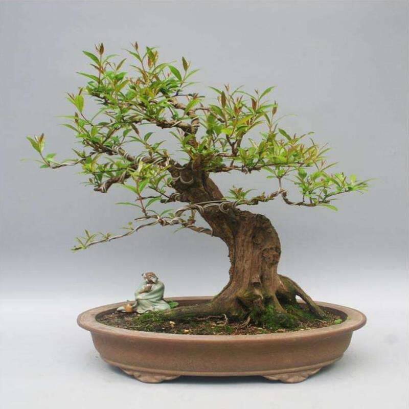 紫玉石榴盆景栽提根石榴微盆景石榴型石榴盆树小老桩桩矮霸盆造?