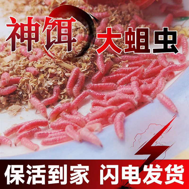 鲜活红蛆虫活饵垂钓鲫鱼爆护饵料野钓活蛆蚜子钓鱼小粉虫红曲