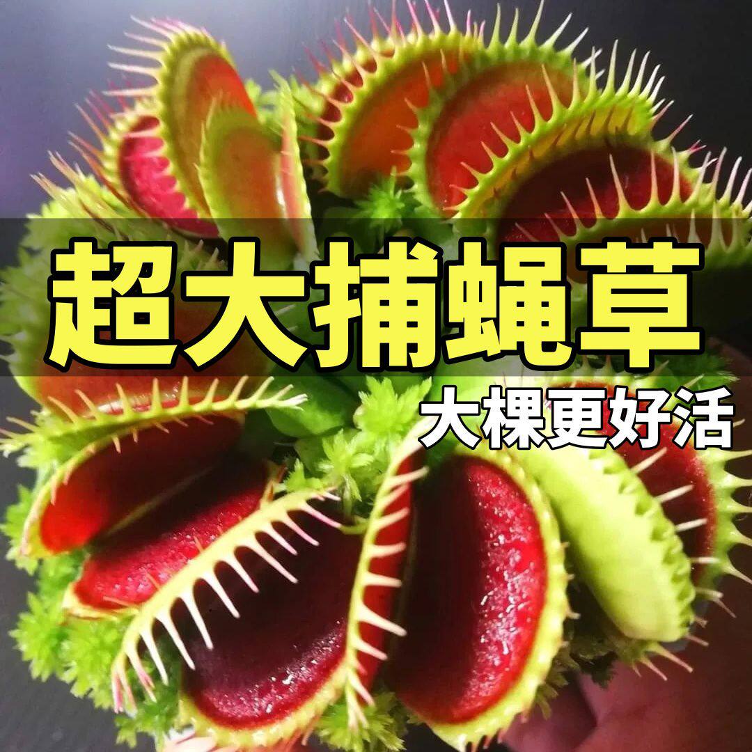 超大捕蝇草盆栽猪笼草耐寒绿植物食虫草食人花卉幼儿园好养活