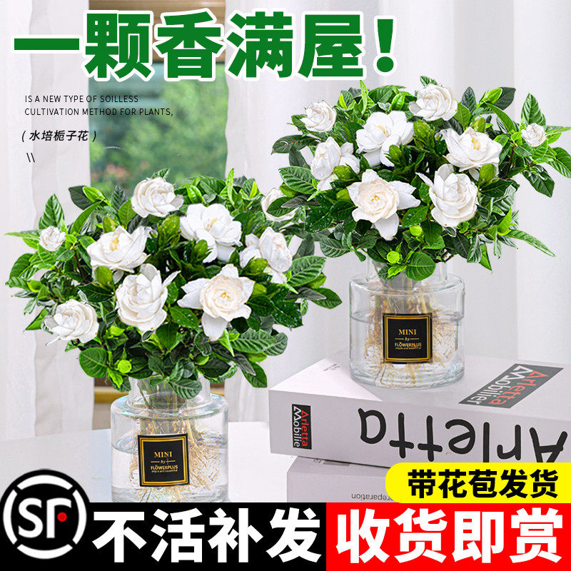 水培植物栀子花盆栽带花苞办公室内客厅桌面绿植四季好养茉莉花卉