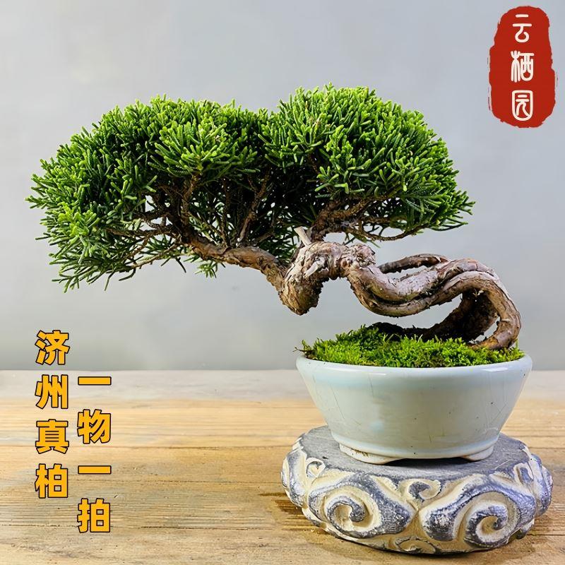 基地直供一物一拍济州真柏盆景室内植物盆栽办公室阳台绿植摆件