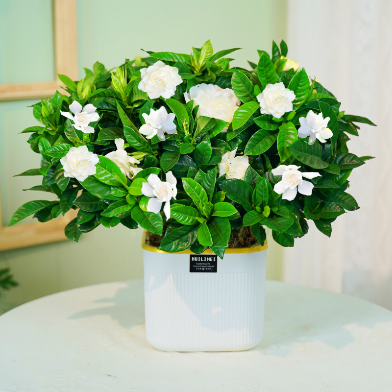 浓香型香水栀子花多季开花盆栽植物室内大树苗花卉基地四季好养