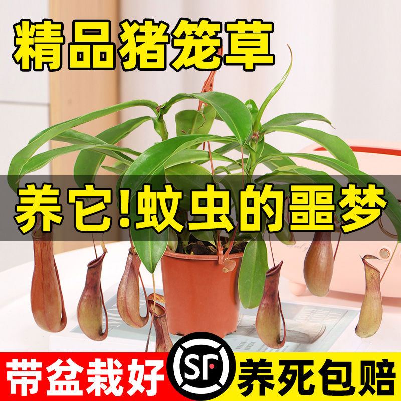 猪笼草盆栽捕蝇草食虫草食人花驱蚊虫超大猪笼草四季绿植趣味