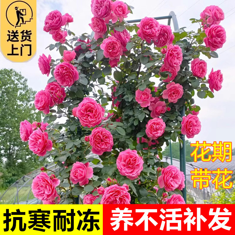 粉色达芬奇爬藤蔷薇植物月季花苗四季开大花浓香藤本花卉盆栽玫瑰