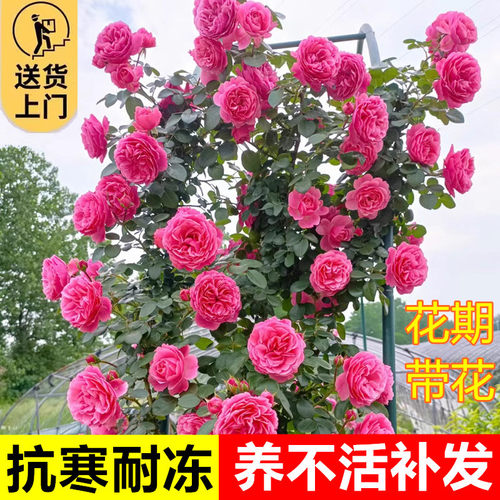 粉色达芬奇爬藤蔷薇植物月季花苗四季开大花浓香藤本花卉盆栽玫瑰