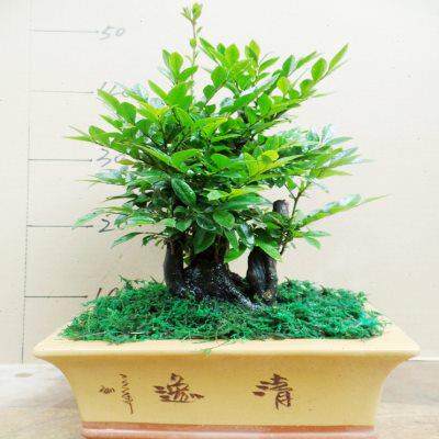 老桩镇宅小叶紫檀盆景植物室内盆景树桌面绿植客厅树桩盆栽陶瓷盆
