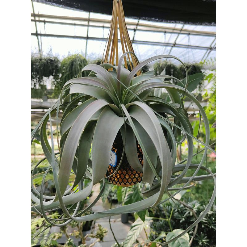 空气凤梨柳叶电卷粉霸苔姬凤梨花叶霹雳无土懒人垂吊植物净化空气