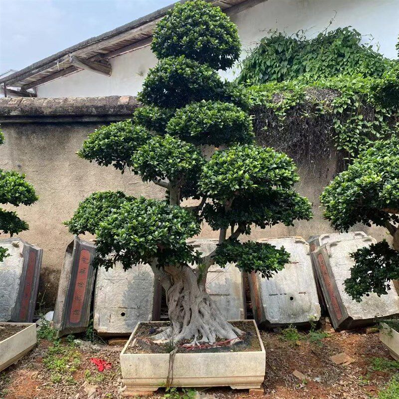 榕树盆景老桩精品造型小叶榕金钱榕别墅庭院室内外大型地栽绿植