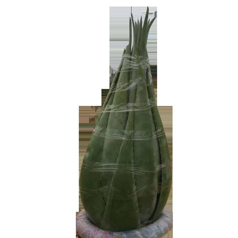 库拉索芦荟美容院灌肤专用植物大型盆栽庭院绿植室内花卉盆景包邮