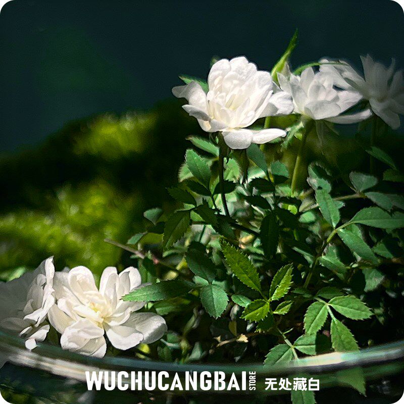 【玻璃瓶里的小花园】苔藓微景观花解压桌面鲜活绿植生态情侣礼物
