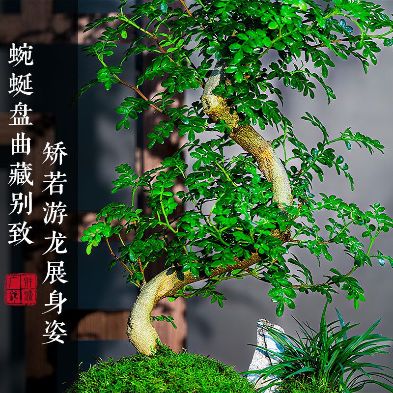 清香胡椒木盆栽室内植物造型摆件中式茶室阳台绿植盆栽好养活盆景