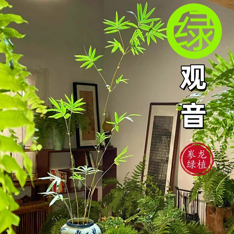 丛林版红观音竹直立大苗四季好养室内茶室竹子盆栽大型绿植盆栽