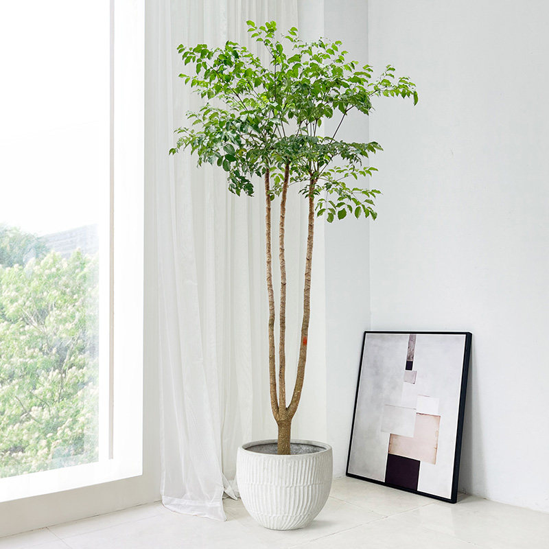 幌伞枫原生幸福树绿植室内客厅大型植物盆栽老桩富贵树落地乔迁高