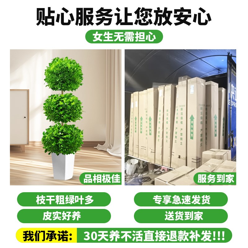 金钱榕盆景家用客厅大盆栽招财树造型金钱榕树室内小叶绿植老桩