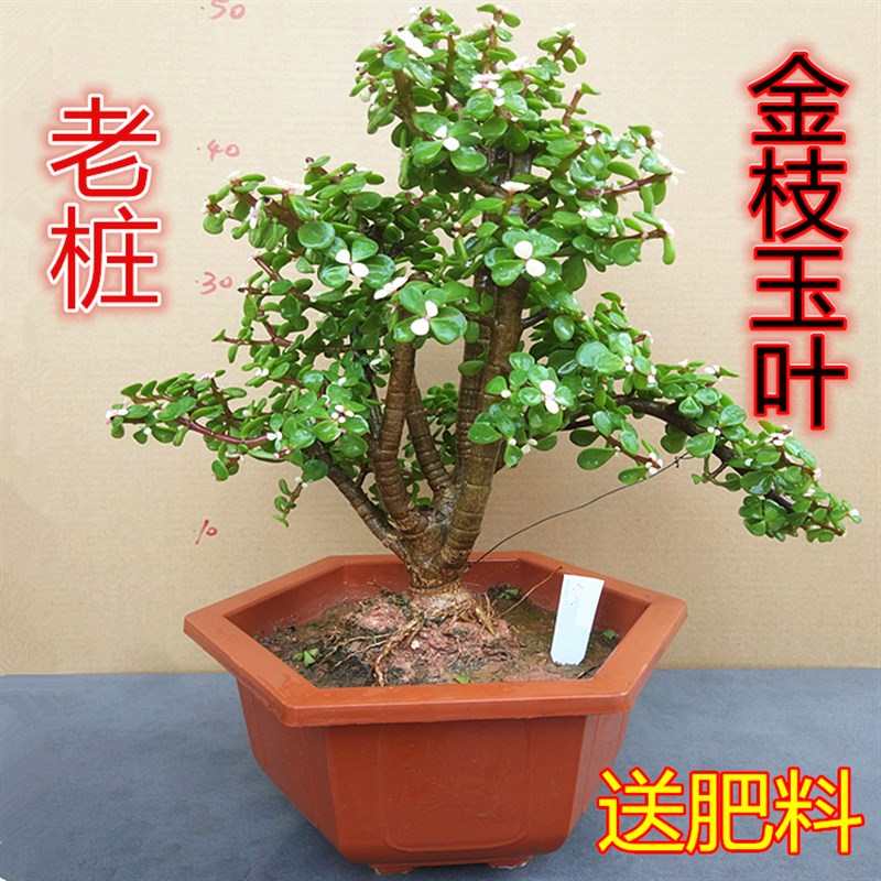 金枝玉叶树桩盆景 花卉盆栽室内阳台多肉植物 带花发货易养易活