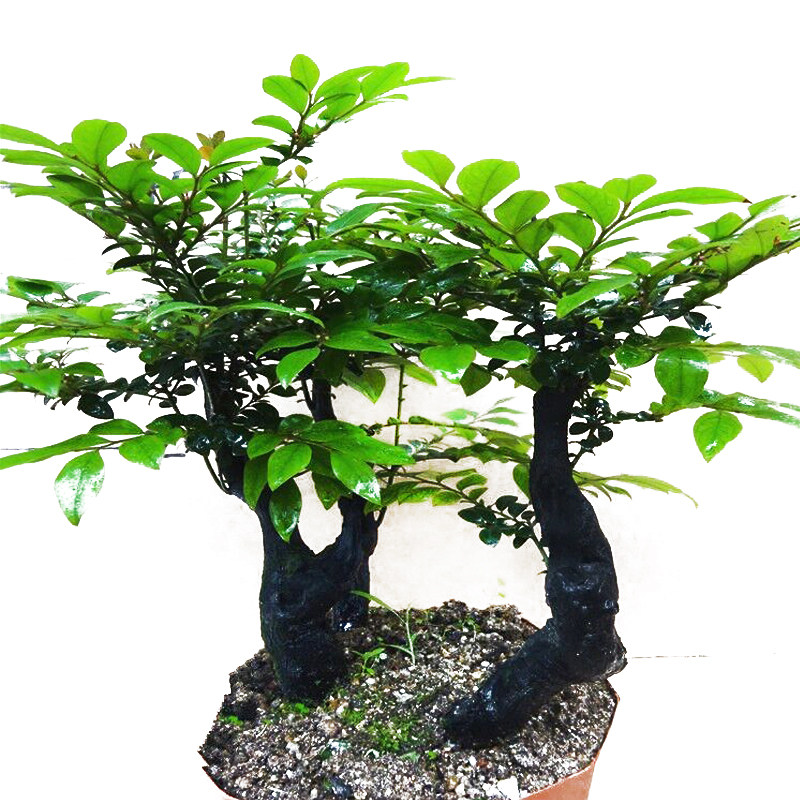 名贵小叶紫檀盆景树桩室内外绿植发财树花卉树苗四季常青老桩盆栽