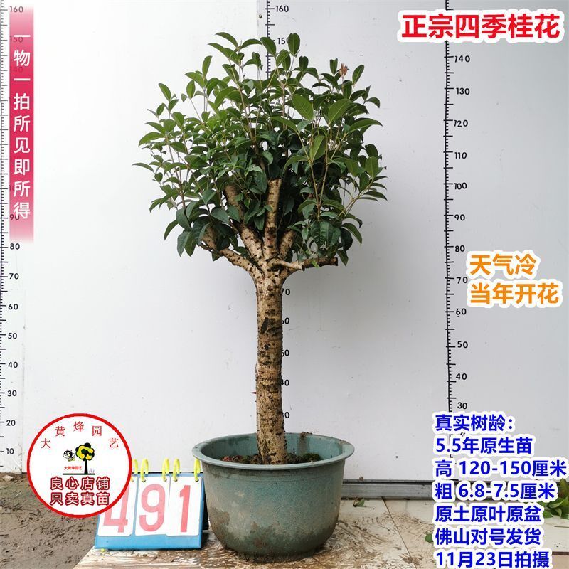 桂花苗正宗结子桂花四季开花味清新自然南方阳台庭院盆栽地栽树苗