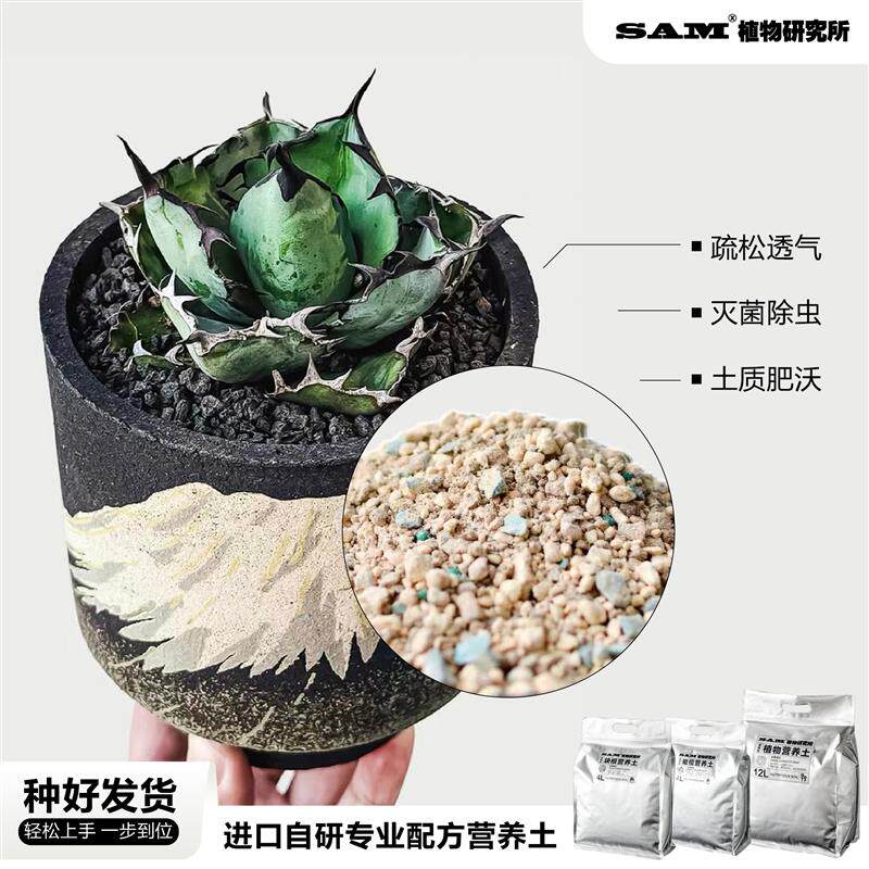蓝鲸龙舌兰蓝色叶片潮流块根网红植物INS绿植耐晒耐旱易养护盆栽